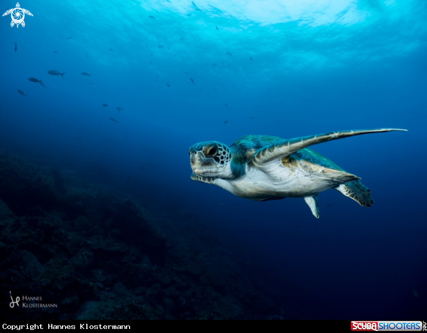 A Sea Turtle