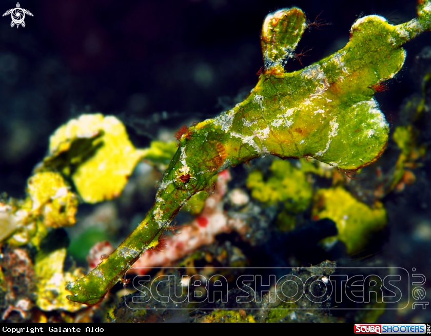A Halimeda ghost pipefish