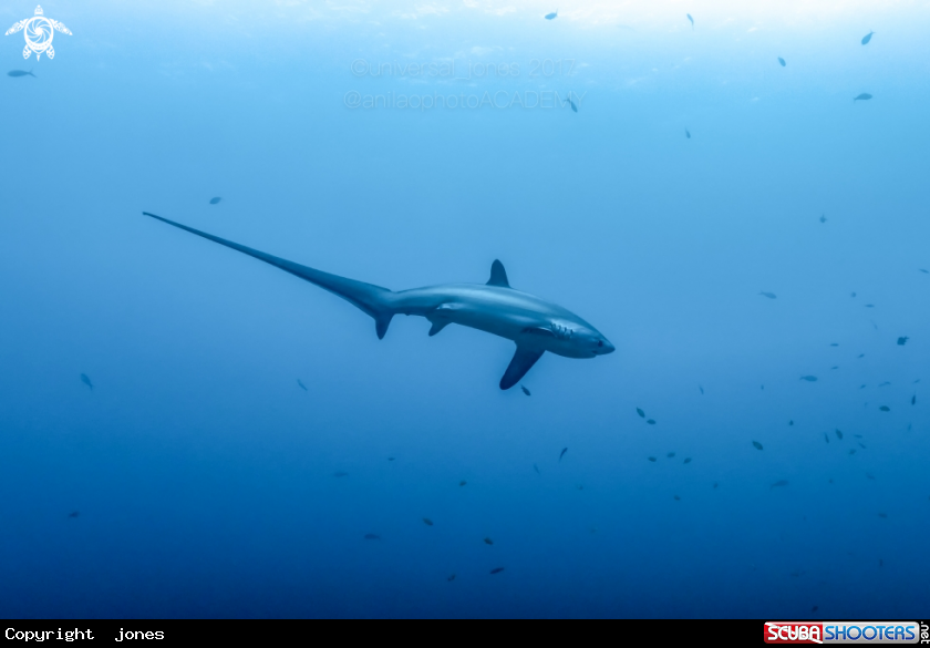 A Thresher Shark