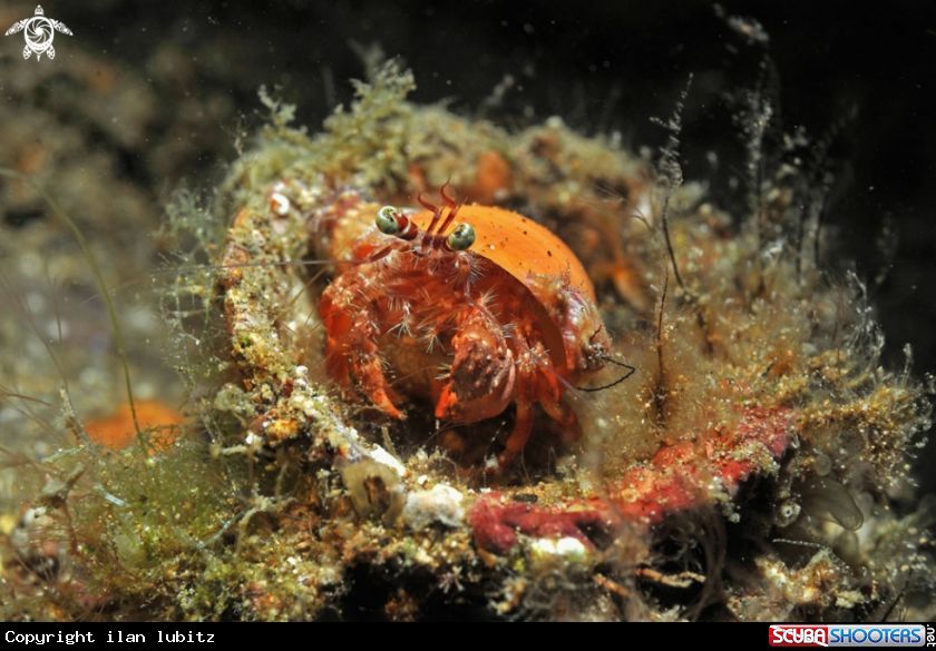 A hermit crab