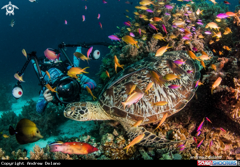 A Green Turtle