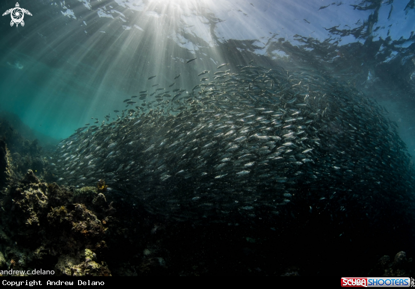 A Sardines
