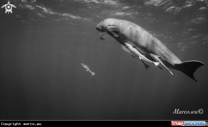 A Dugong