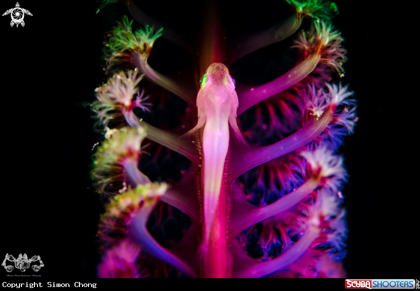 A Goby 
