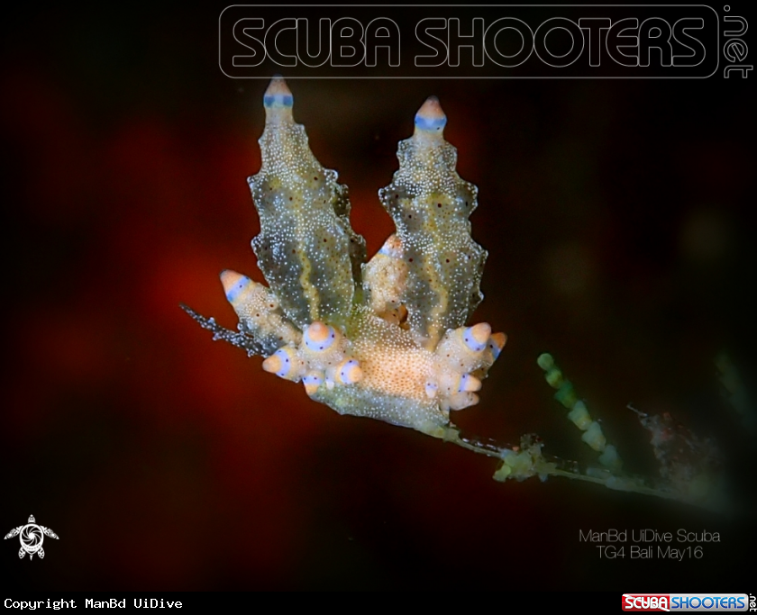 A Nudibranch