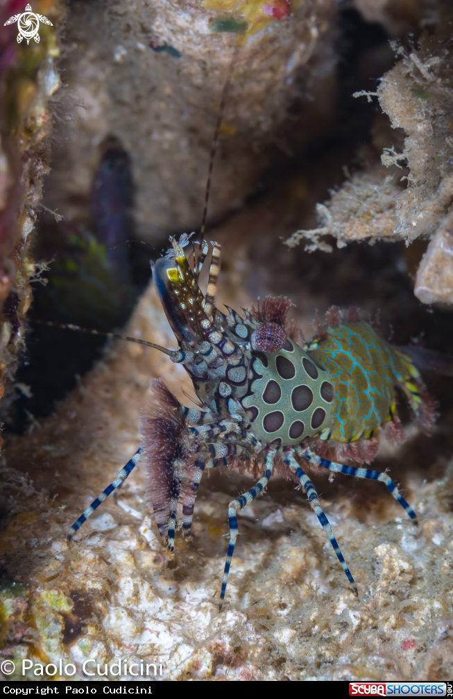 A Marbled Shrimp Complex