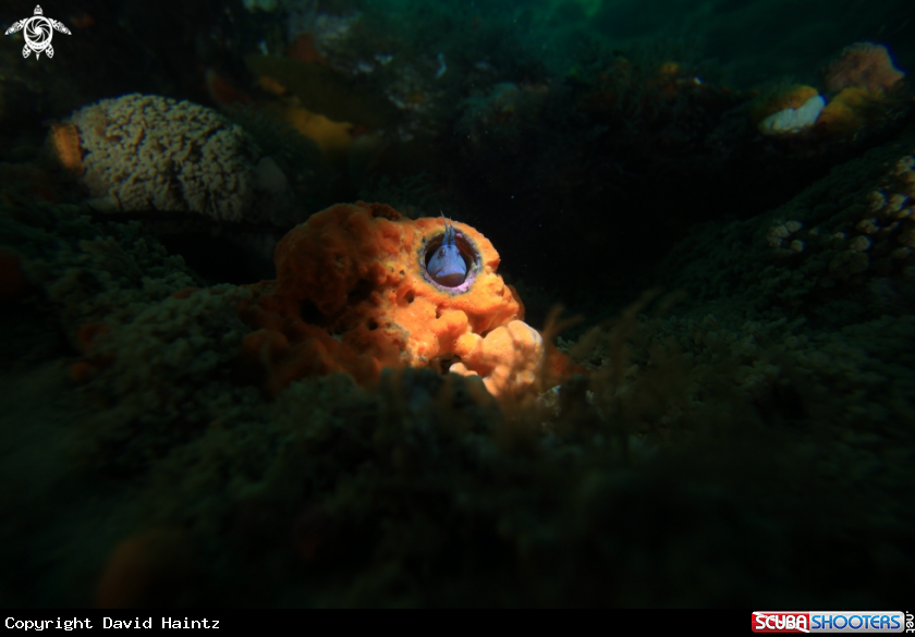 A Blenny