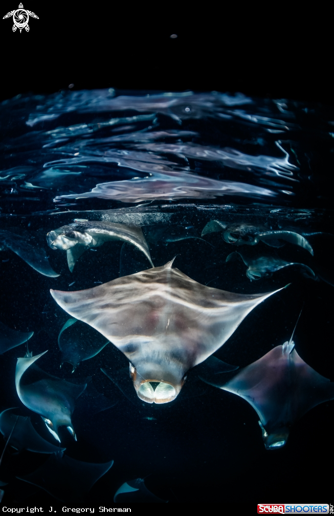 A Mobula