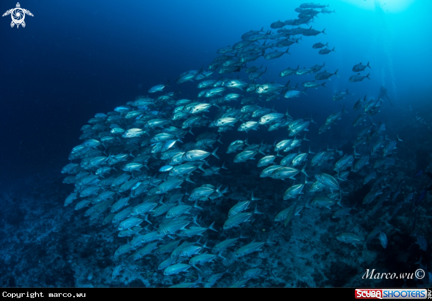 A Jackfish