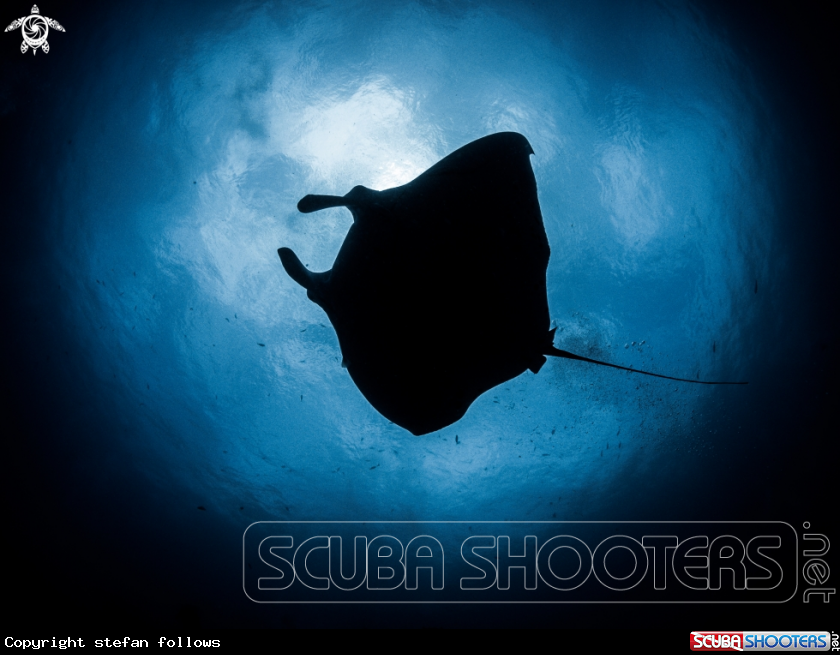 A Manta Ray