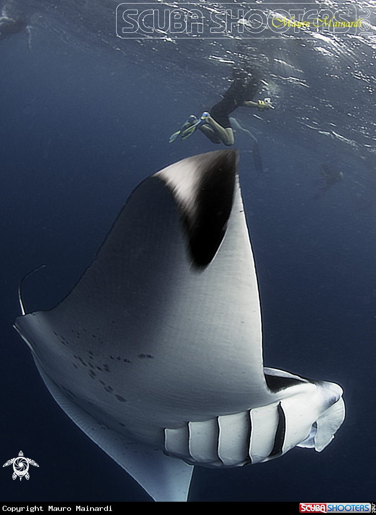 A Mantas