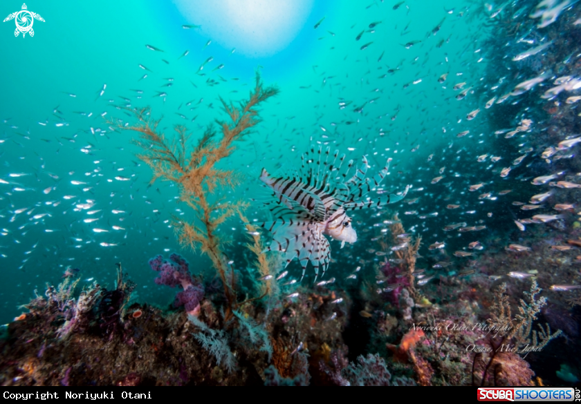 A Luna lionfish
