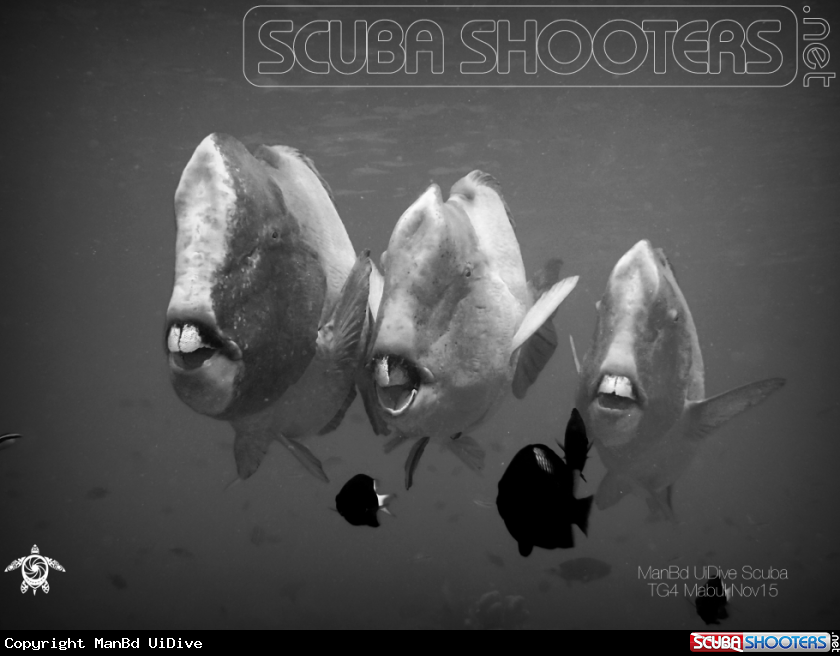 A Bumphead Fish