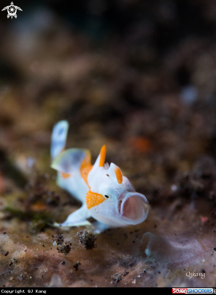 A Juvenile Frogfish