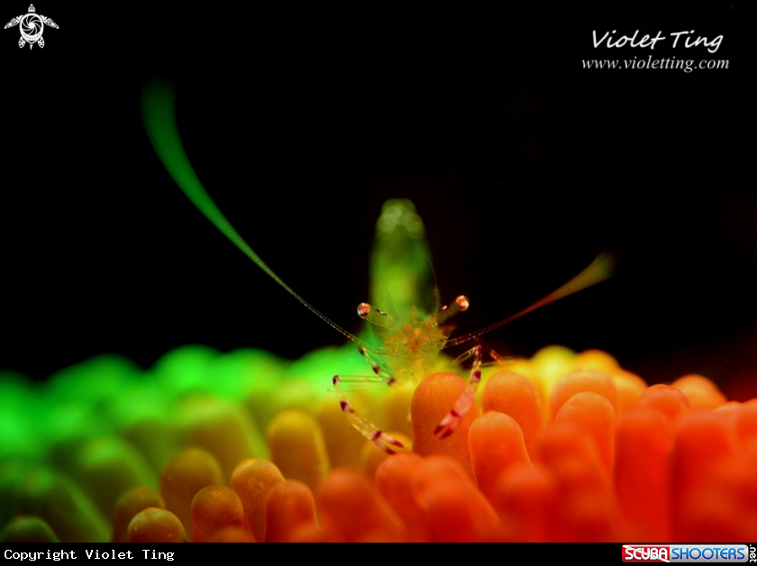 A Soft Coral Shrimp