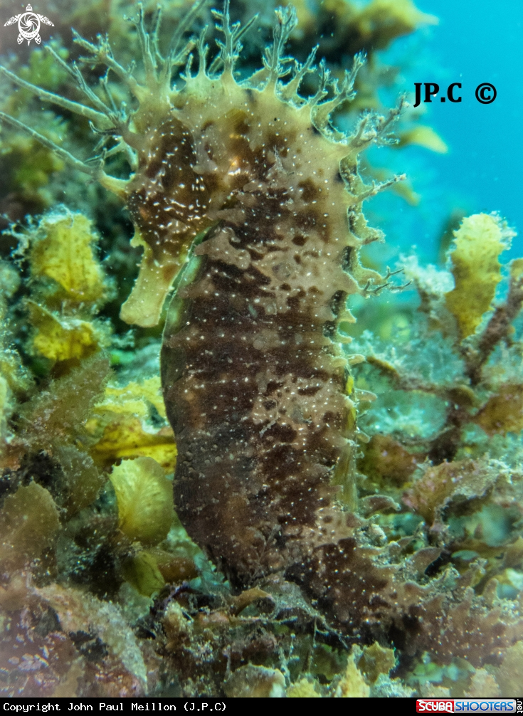 A Hippocampe moucheté