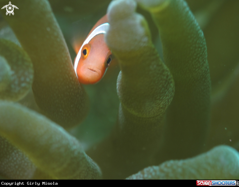 A Clown Fish