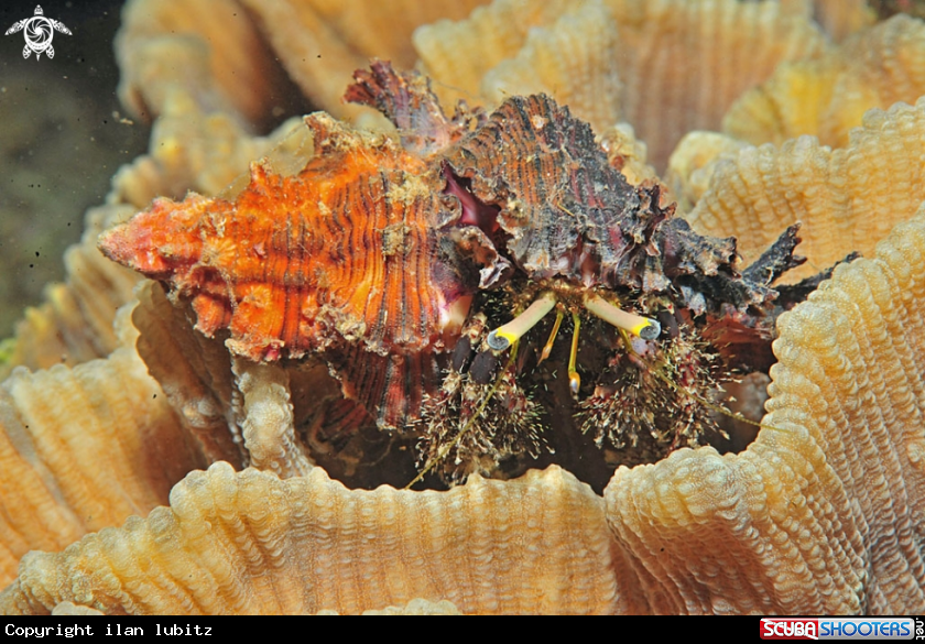 A hermit crab