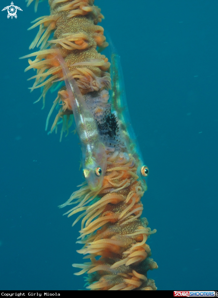A Goby