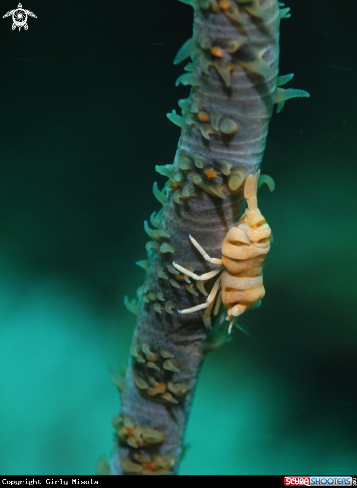 A Whip Coral Shrimp