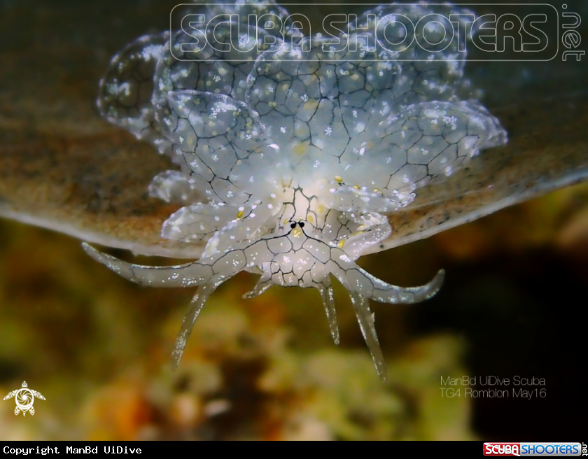 A Nudibranch