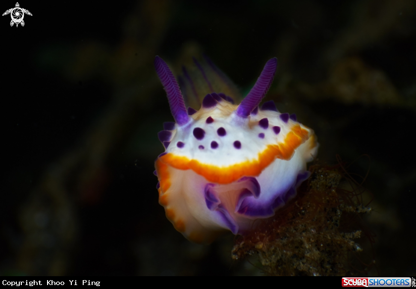 A Nudibranch