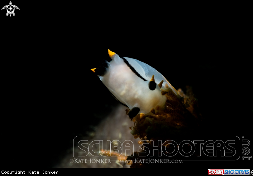 A Crowned Nudibranch