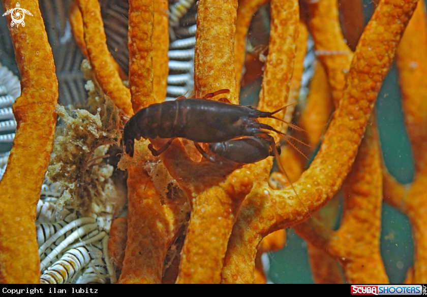 A shrimp