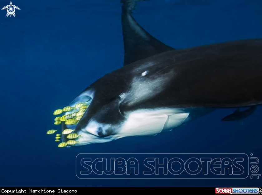 A Manta ray