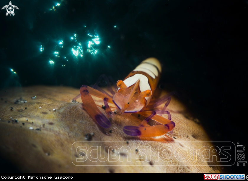 A Periclimenes imperator
