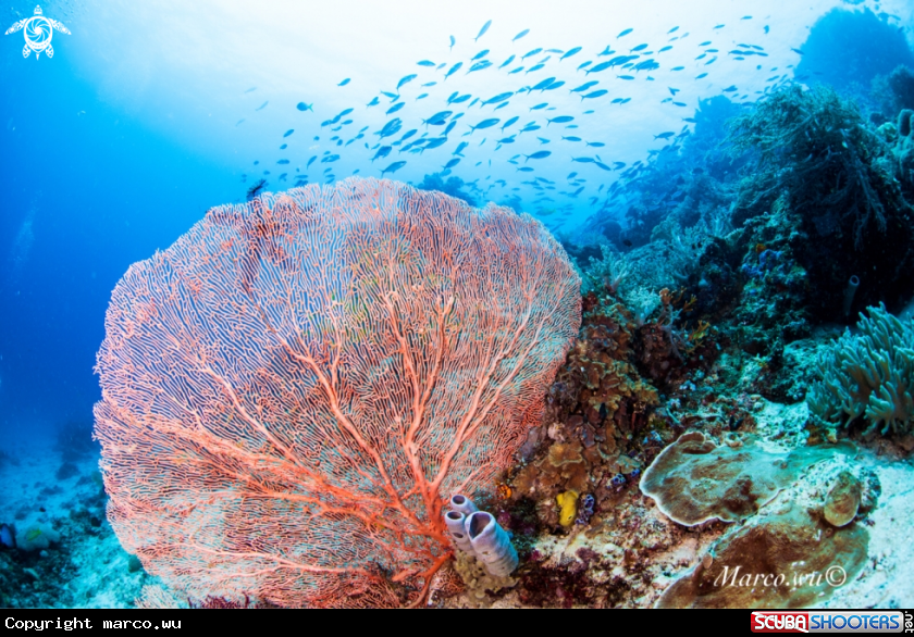 A Coral