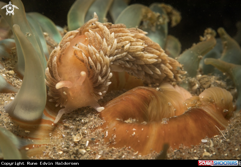 A Aeolidiella glauca