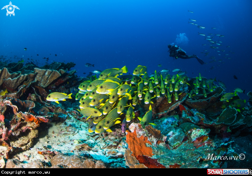 A Diver and a school big lips fish