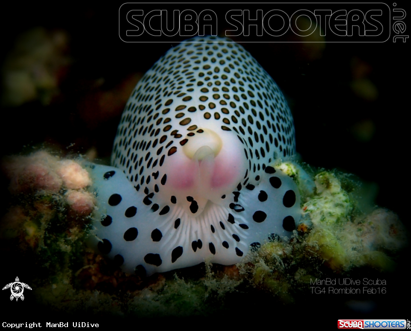 A Cowrie
