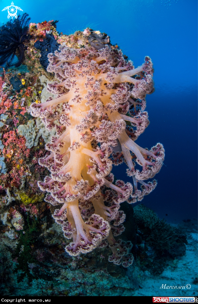 A Soft coral