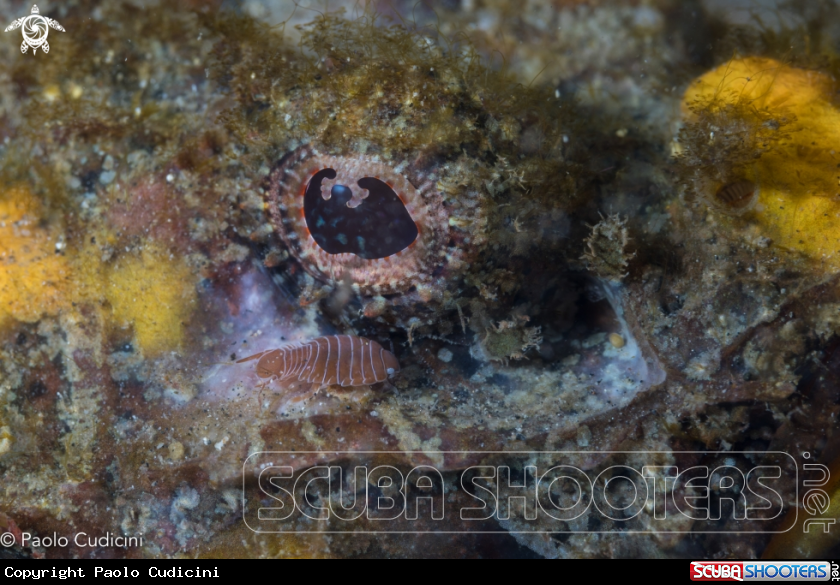A Parasitic Isopodos