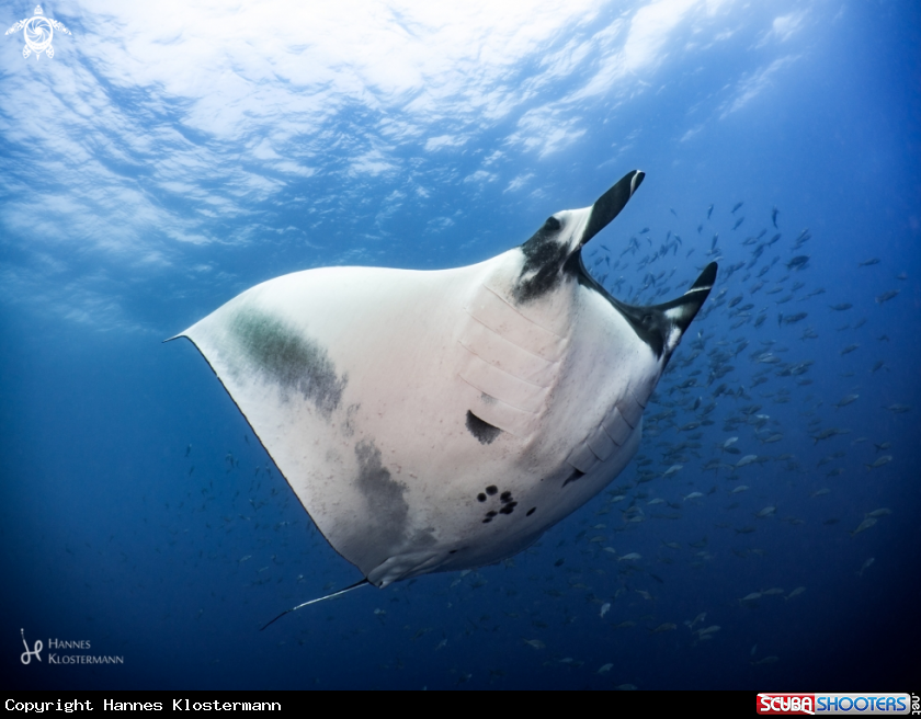 A Giant Manta