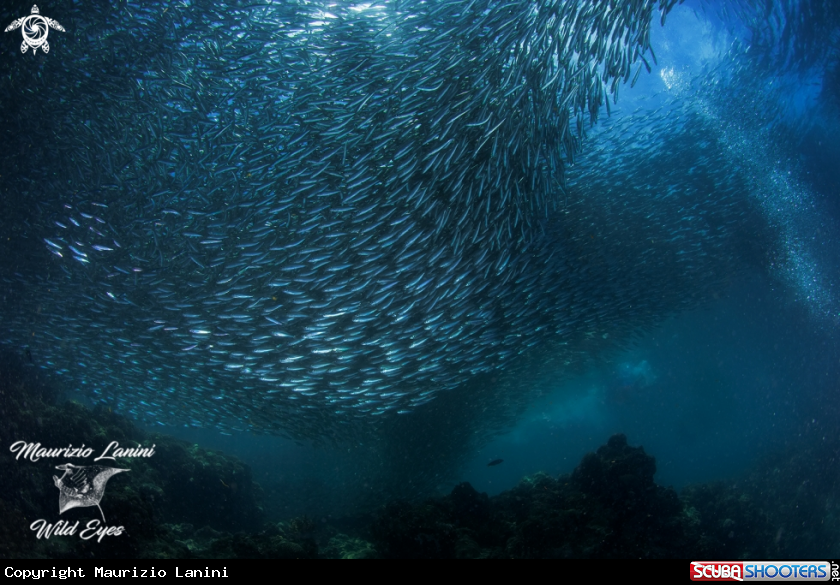A Sardine 