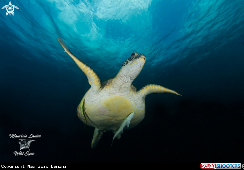 A Green Sea Turtle