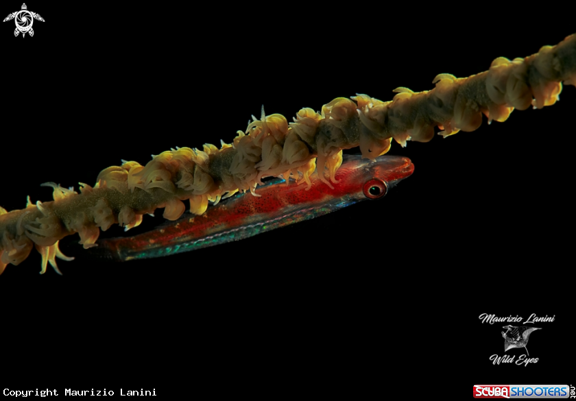 A Coral wip goby