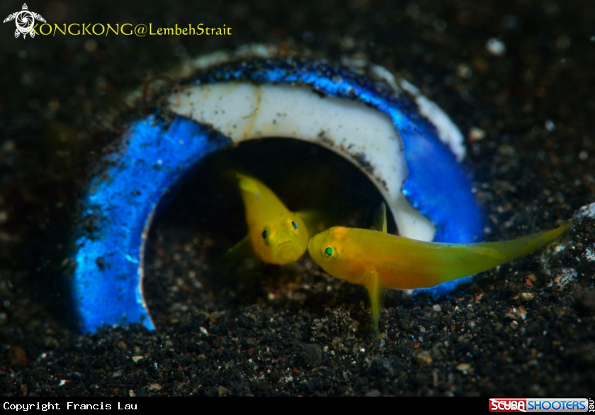 A Goby