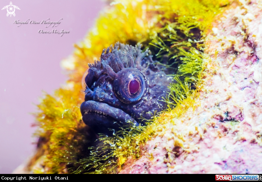 A Fringehead Blenny