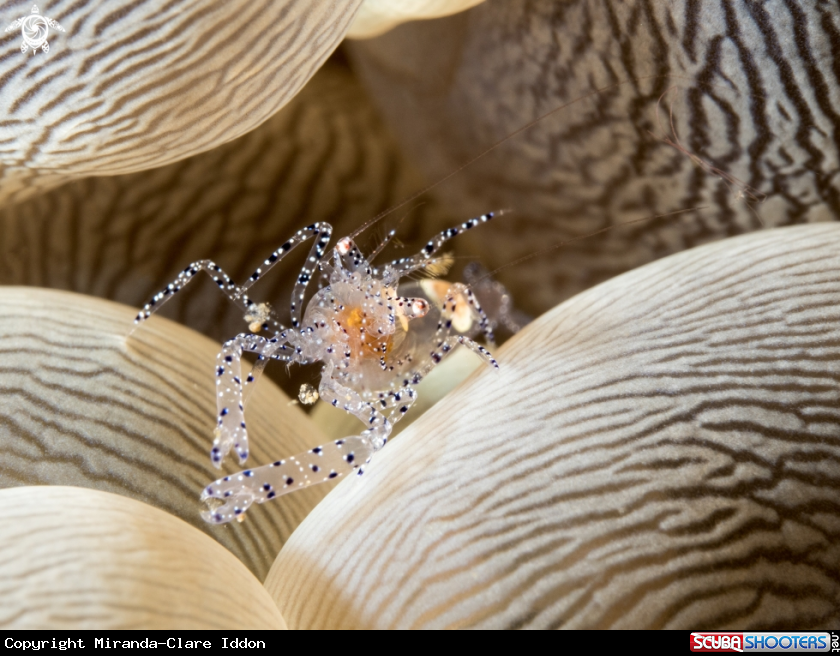 A Bubble Coral Shrimp