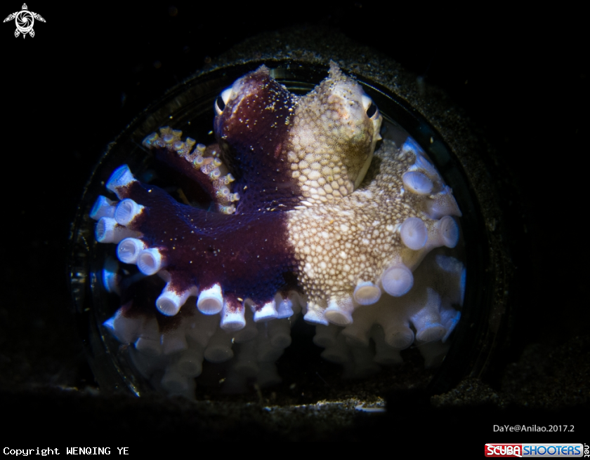 A Octopus