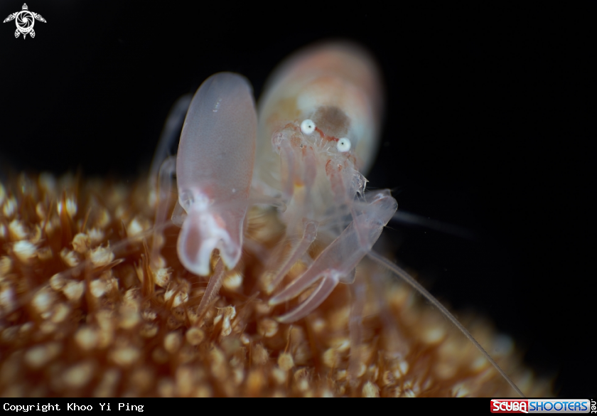 A Snappy Shrimp