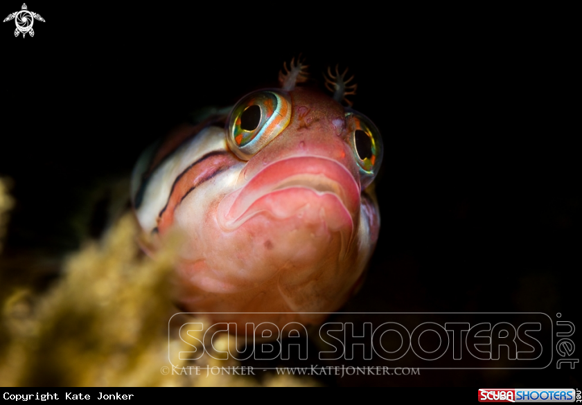 A Klipfish