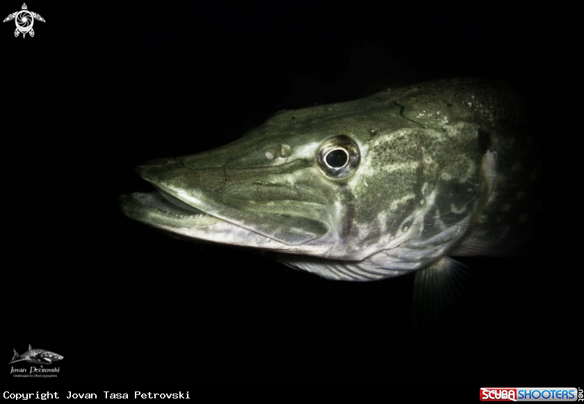 A Jezerska grabljivica / Lake predator.