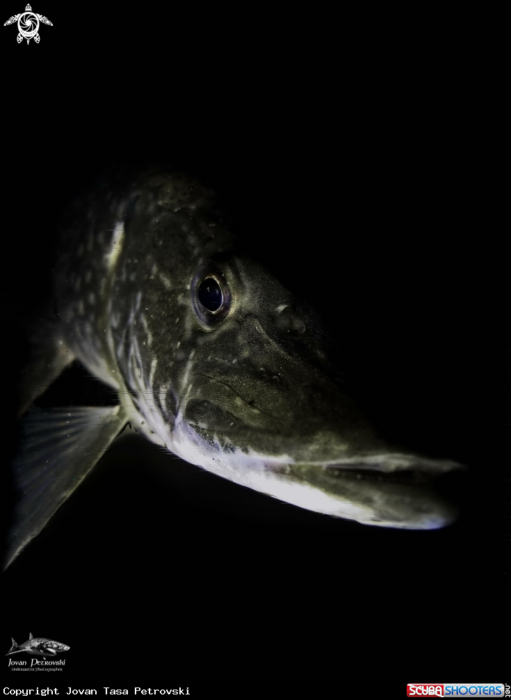 A Štuka / Pike