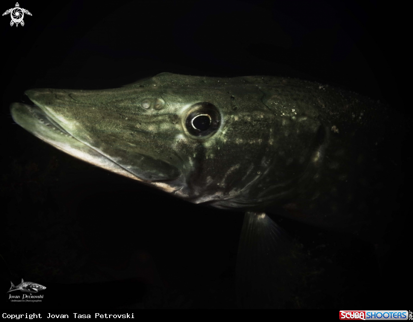 A Štuka / Pike