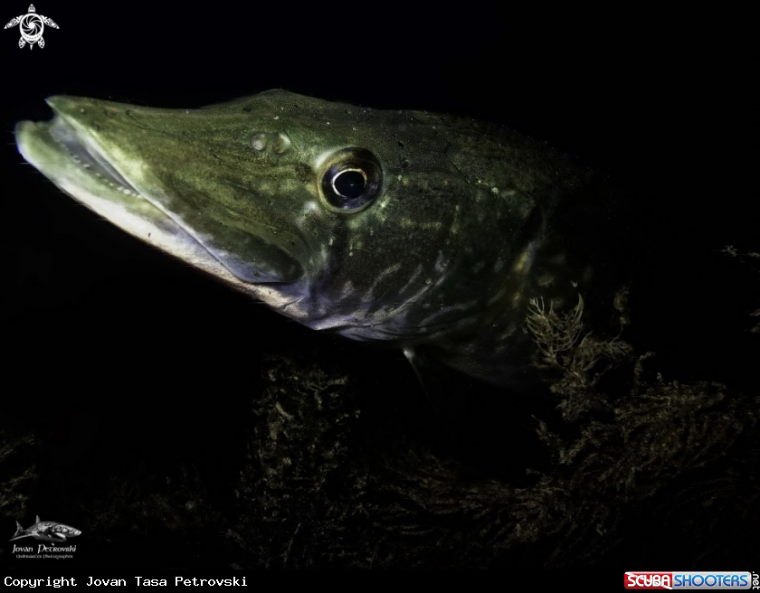 A Štuka / Pike